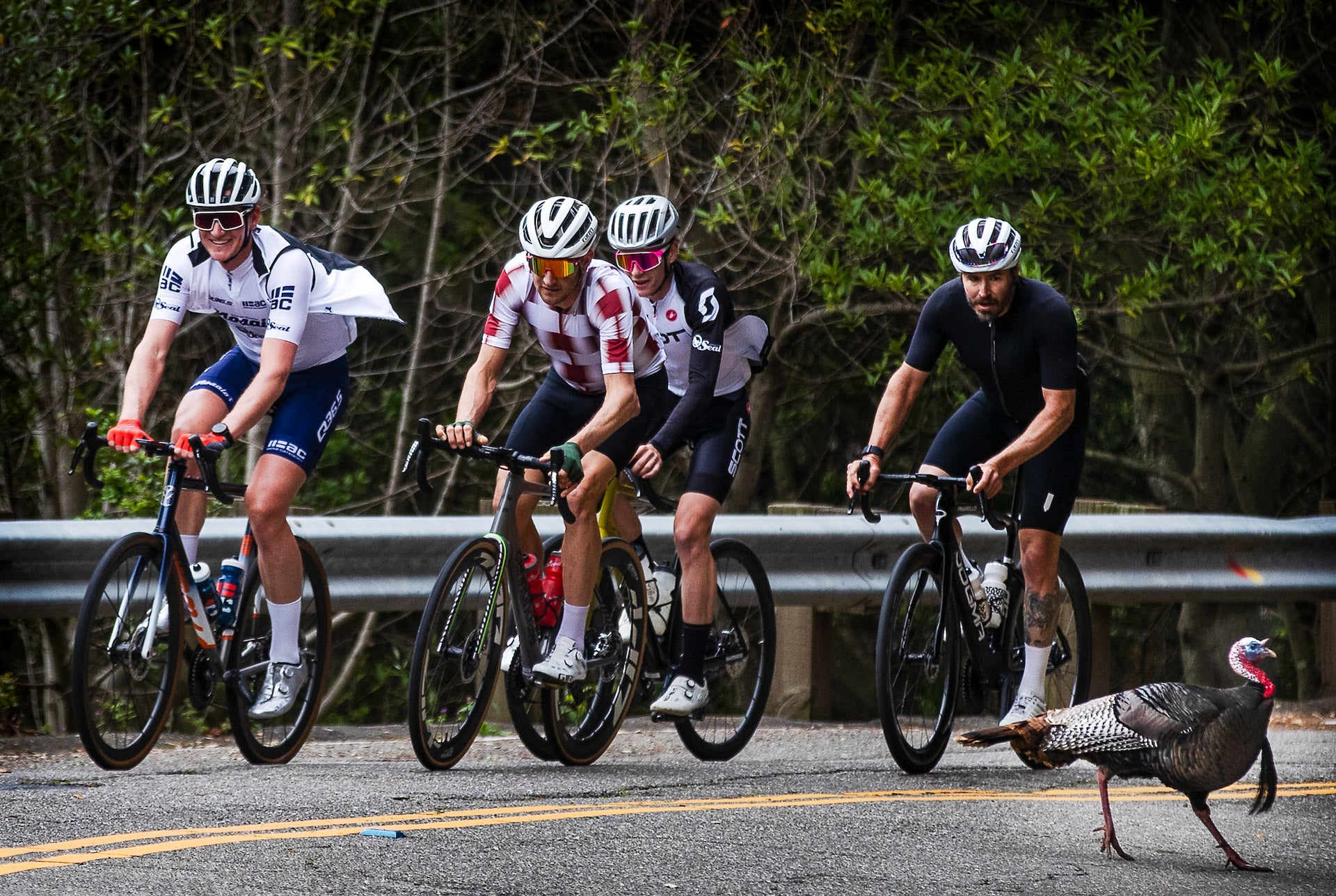 The Giro d’Panera Bread